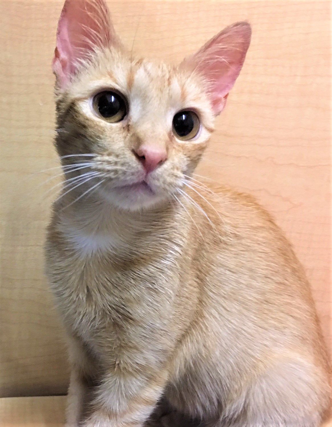 3) Cat Benatar.jpg